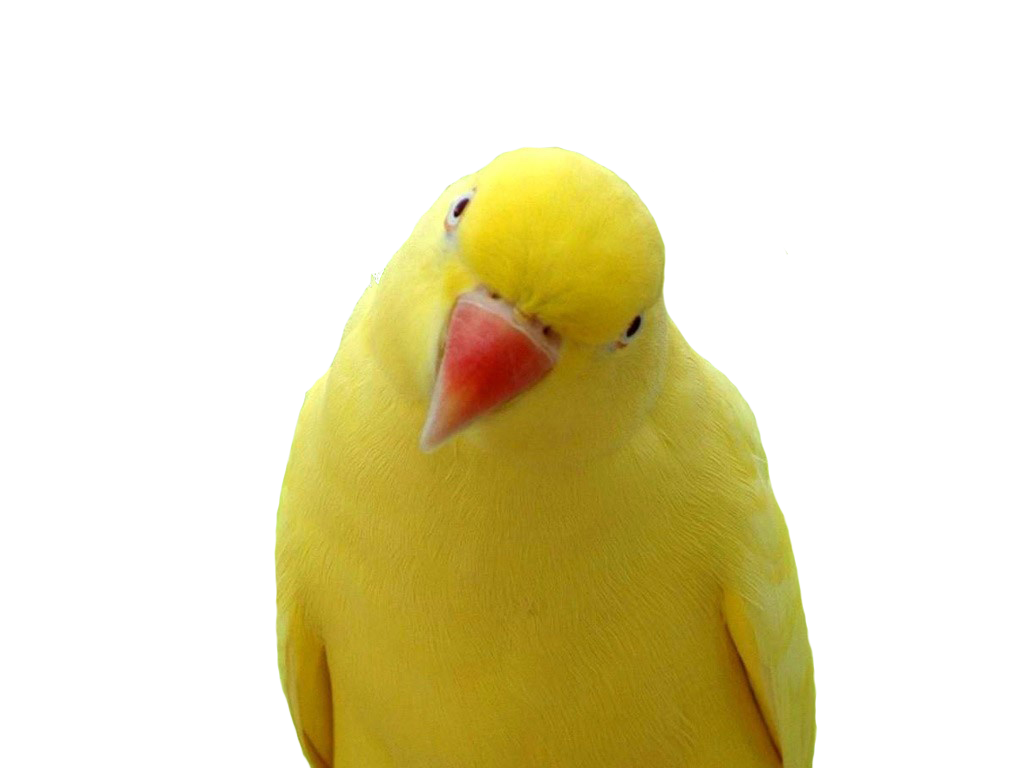 Yellow Parrot Png Images Free Download   Yellow Parrot Png Images    