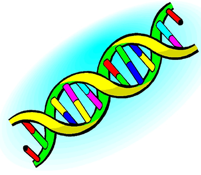 Dna   Clipart Panda   Free Clipart Images