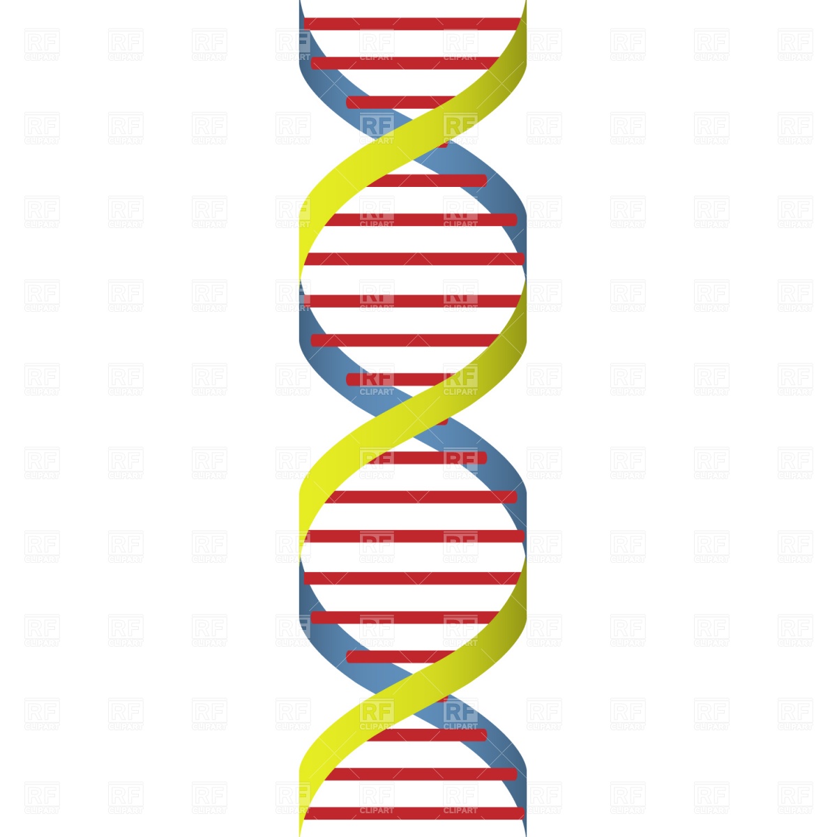 Dna Strand Download Royalty Free Vector Clipart  Eps 