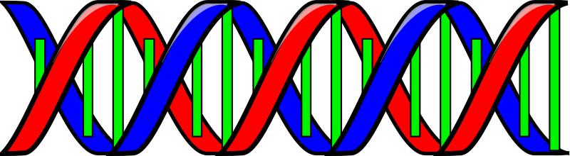 Double Helix  Dna  By Anonymous   Dna