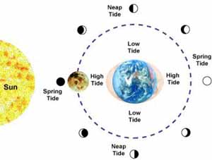 Neap Tide Diagram Image Search Results