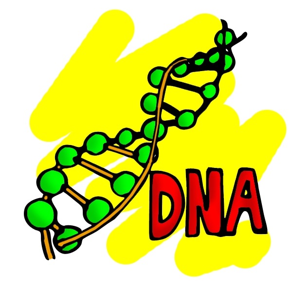 Science Stuff  What Is Dna And How Does It Work  A Free Animation  