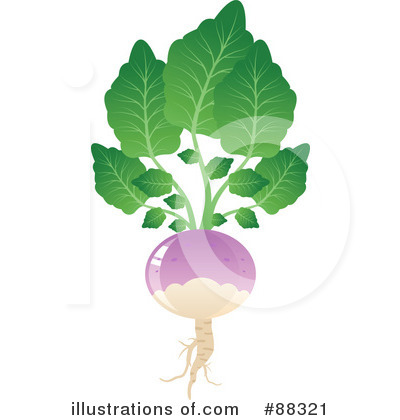 Turnip Clipart   Free Clip Art Images