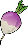 Turnip Illustrations And Clip Art  252 Turnip Royalty Free