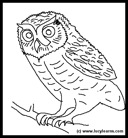 Elf Owl Pictures Desert Elf Owl Image Elf Owl Coloring Pages Gif
