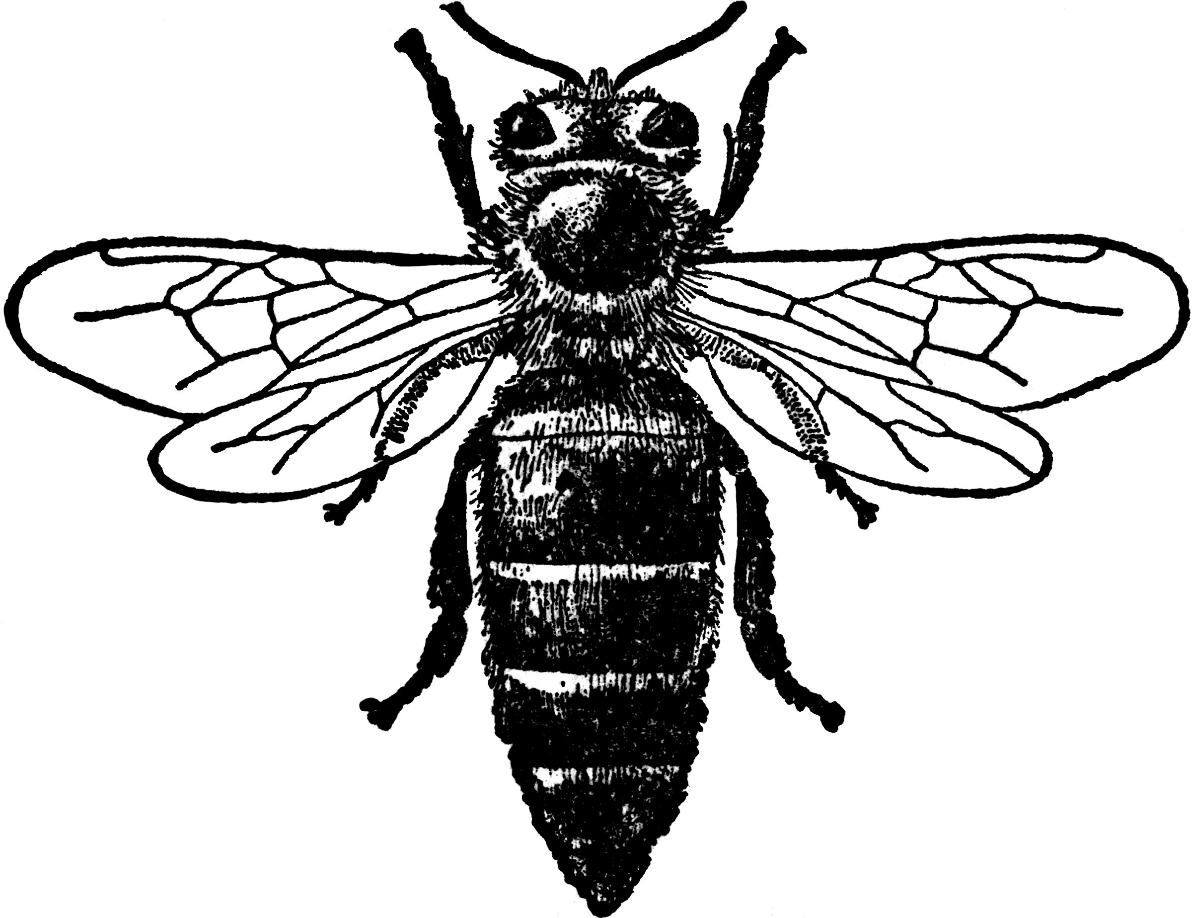 Honey Bee  Queen    Clipart Etc