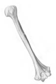 Human Bone Clipart Human Anatomy   Bone Of The