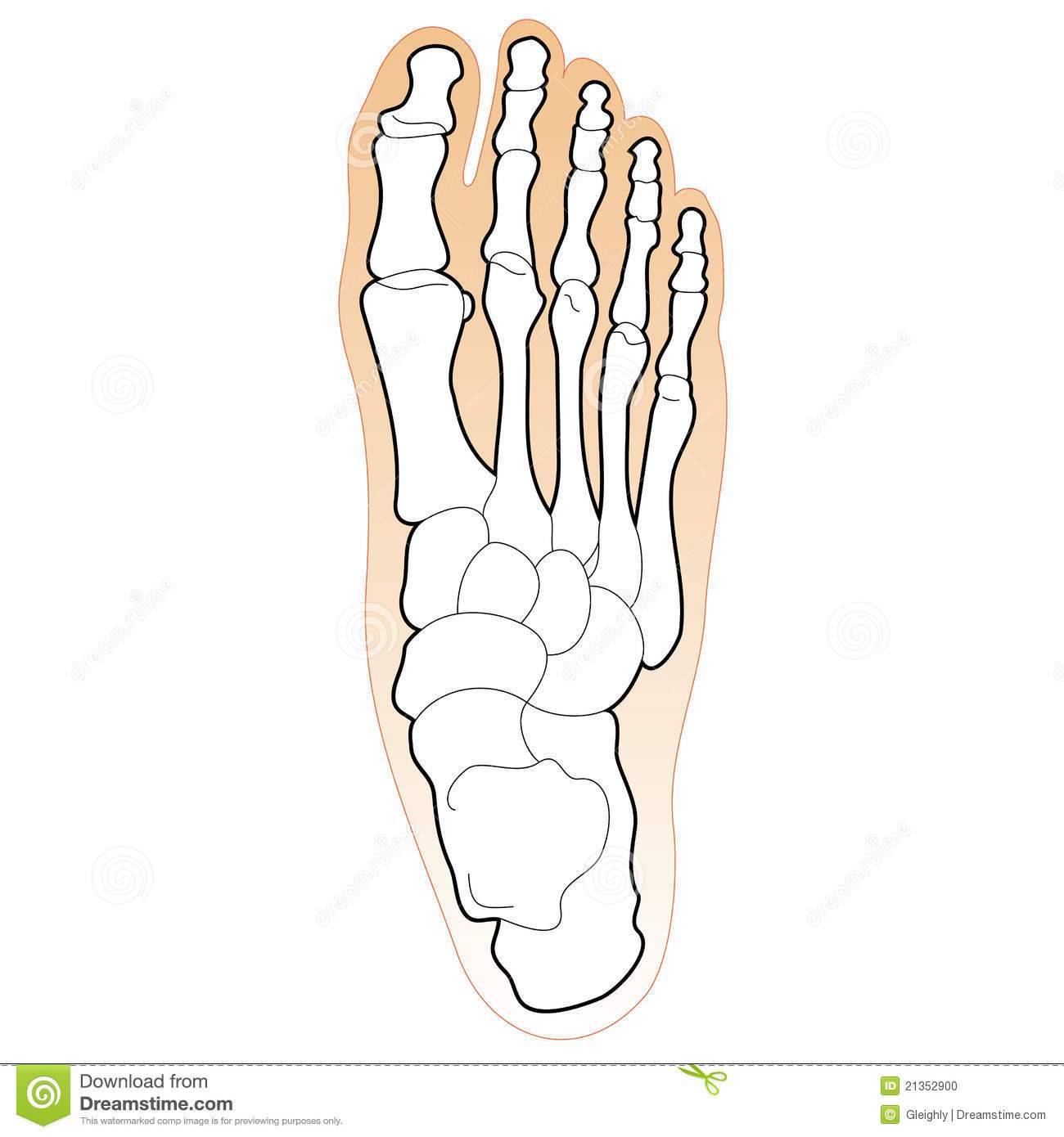 Human Foot Bones Clip Art