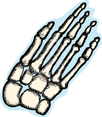 Human Hand Bone Clipart