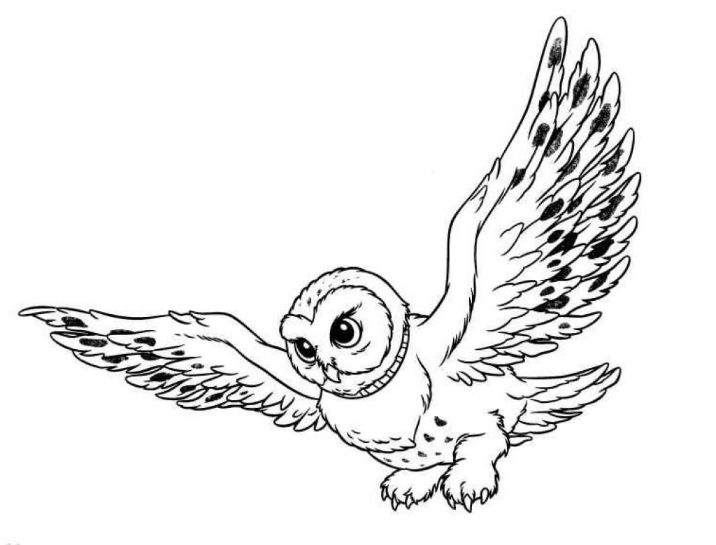 Owl Coloring Pages   Coloringpages1001 Com
