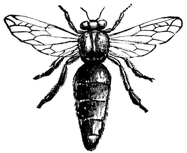 Queen Bee   Clipart Etc