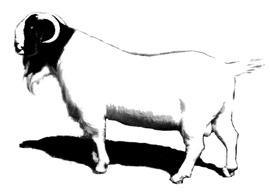 Back   Gallery For   Boer Goat Clipart