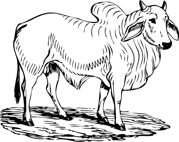 Brahma Bull Clip Art At Clker Com   Vector Clip Art Online Royalty