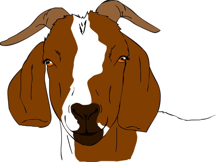     Chevon Goat Blvd Boer Goats Goat Drawings Animals Goats Goat Clip