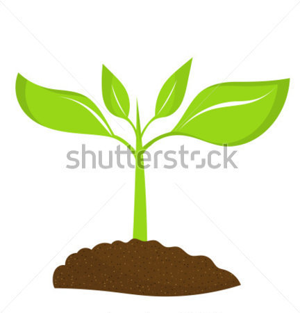 Plant Seedling Growing In Soil Jpg