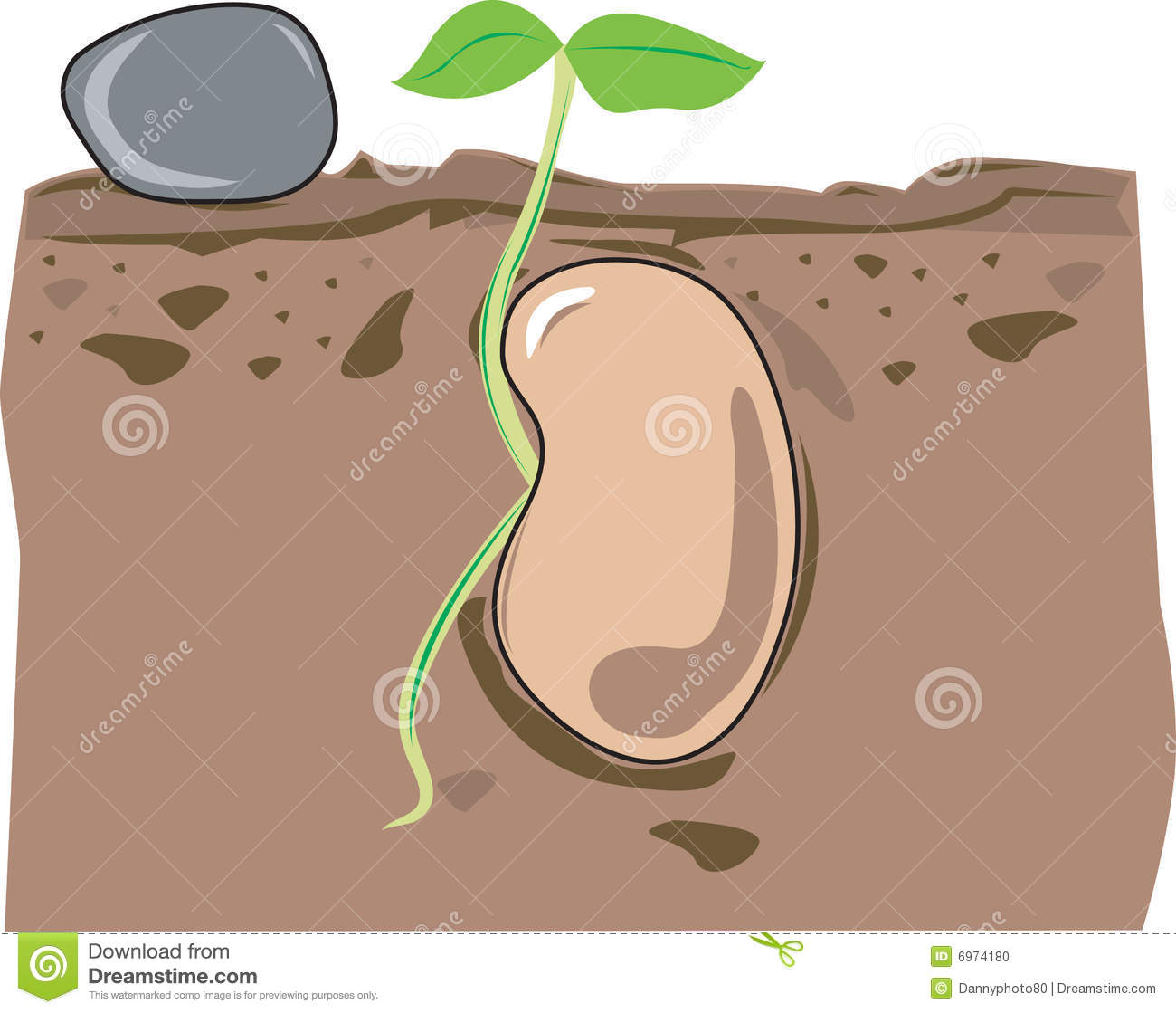 Small Bean Seedling Growing In The Soil   Illustration