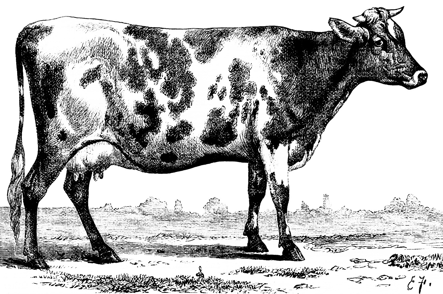 Black And White Clipart Cow Vintage Cow Illustration Jersey Ayrshire