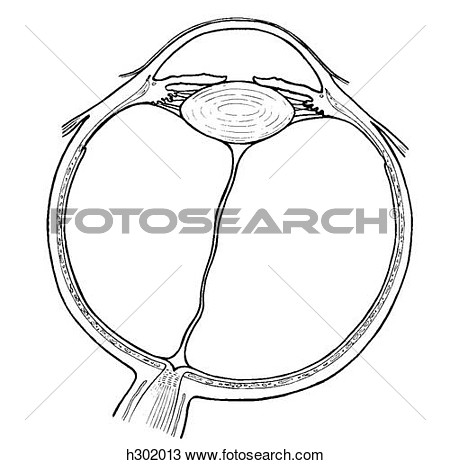 Drawing   Eyeball  Fotosearch   Search Clipart Illustration Fine Art