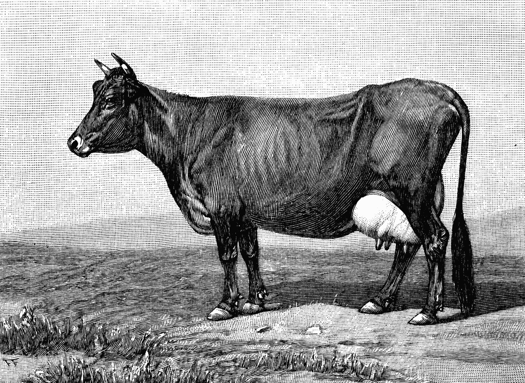 Jersey Cow   Clipart Etc