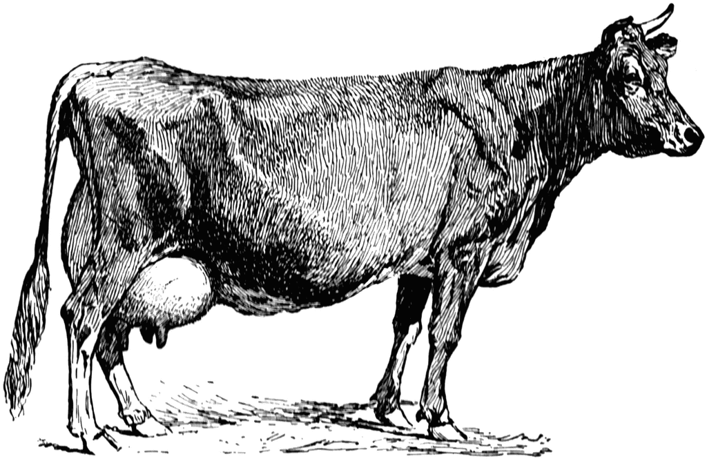 Jersey Cow   Clipart Etc
