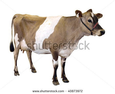 Jersey Cow With Halter Isolated With Clipping Path   Stock Photo