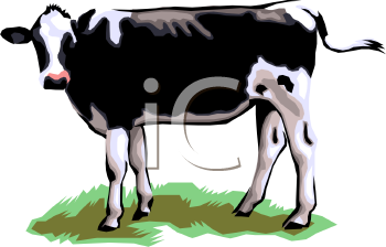 Jersey Type Diary Cow   Royalty Free Clip Art Picture