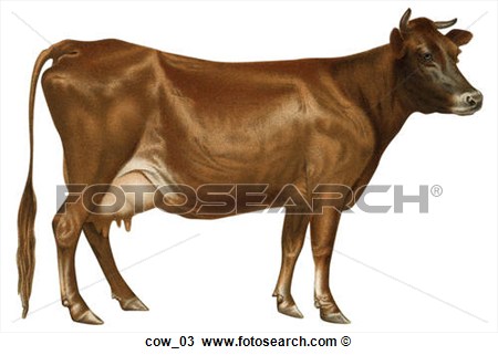Of Vintage Illustration Of Dairy Cow  Jersey  Cow 03   Search Clipart