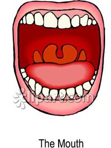 Anatomy Of The Human Mouth   Royalty Free Clipart Picture