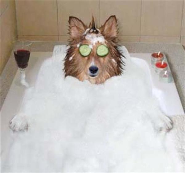 Bubble Bath Dog   Image