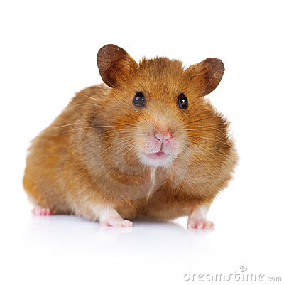 Cute Hamster Isolated On White With Copy Space For Text