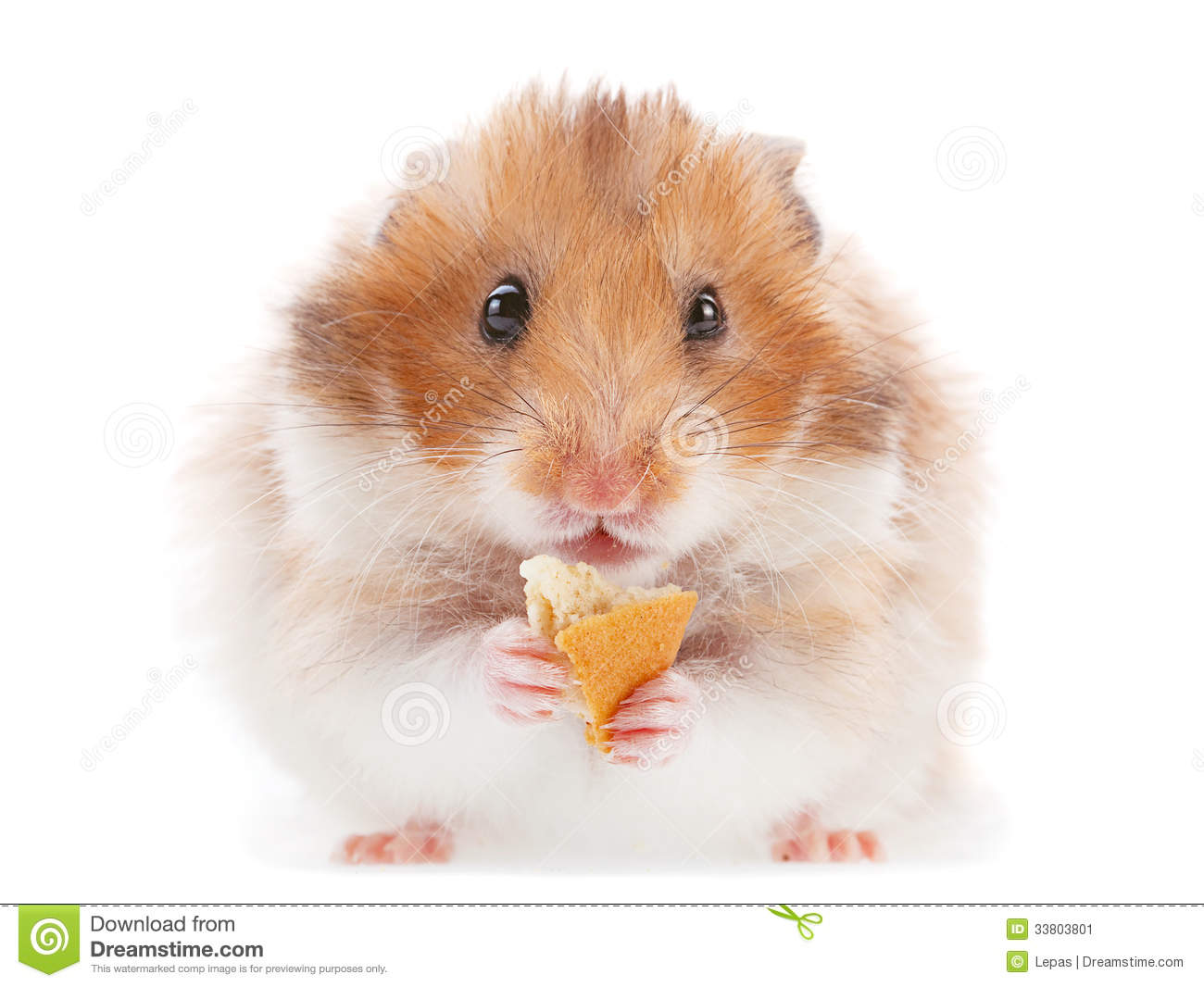 Hamster Pet Stock Image   Image  33803801