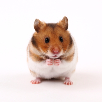Hamsters And Gerbils Make Great Pocket Pets