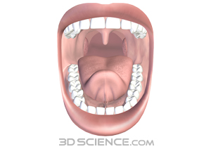 Open Mouth Of The Digestive System