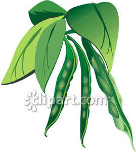 String Bean Plant Royalty Free Clipart Picture