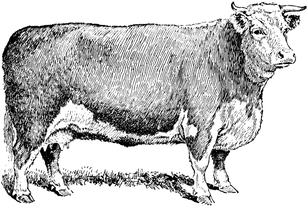 Beef Cow   Clipart Etc