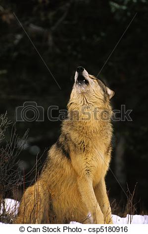 Go Back   Gallery For   Sitting Howling Wolf Clip Art