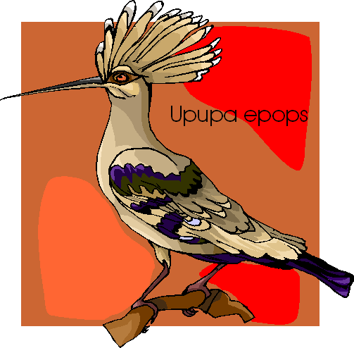 Upopa Epops Free Bird Clipart   Free Microsoft Clipart
