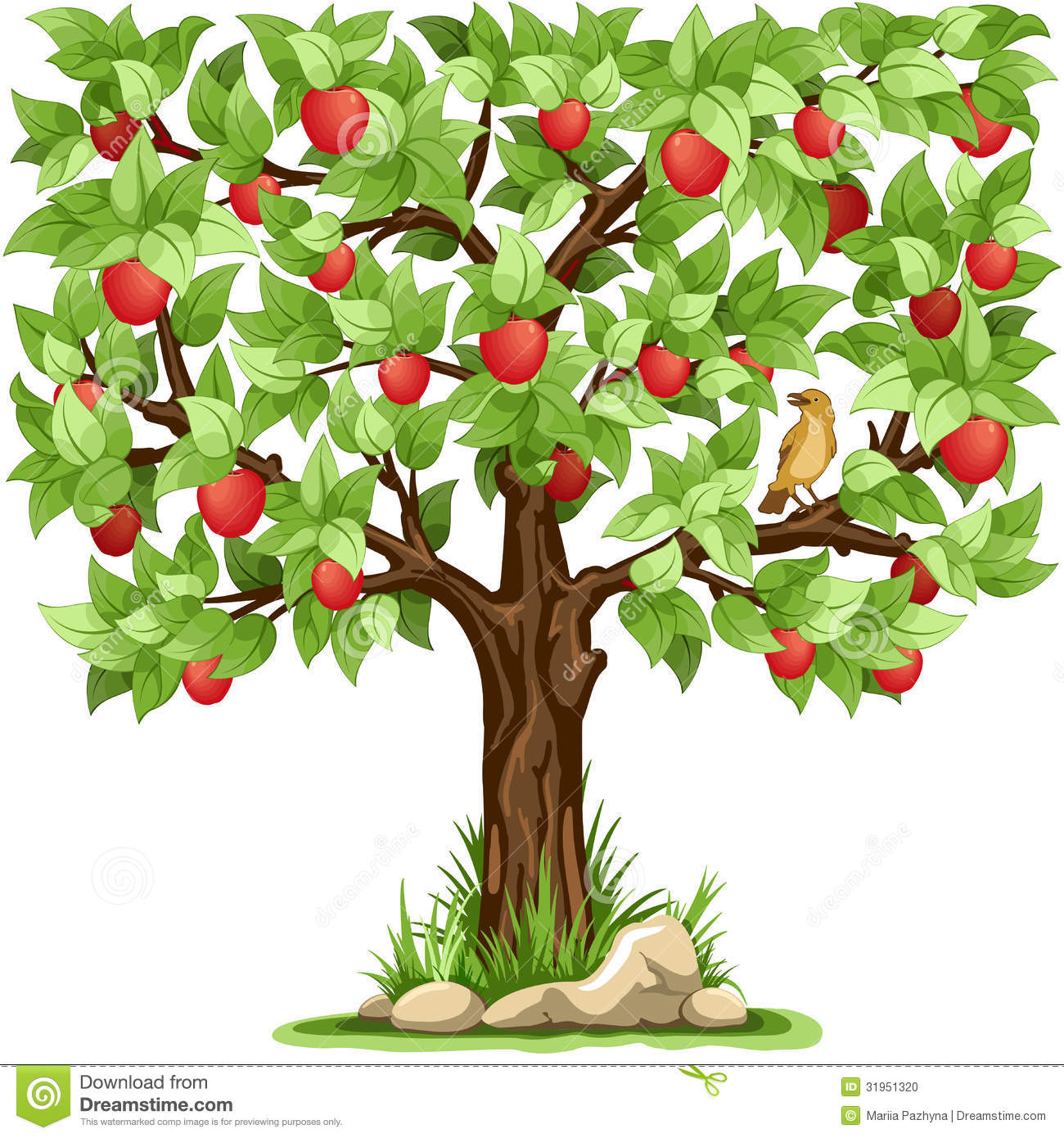 Apple Tree Stock Photo   Image  31951320