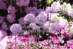 Flowers Growing In A Flower Garden   Royalty Free Clip Art Picture