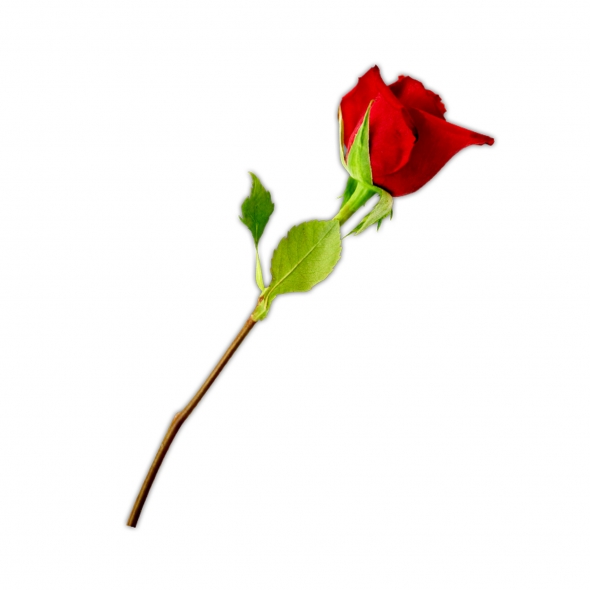 Long Stem Red Rose Clip Art