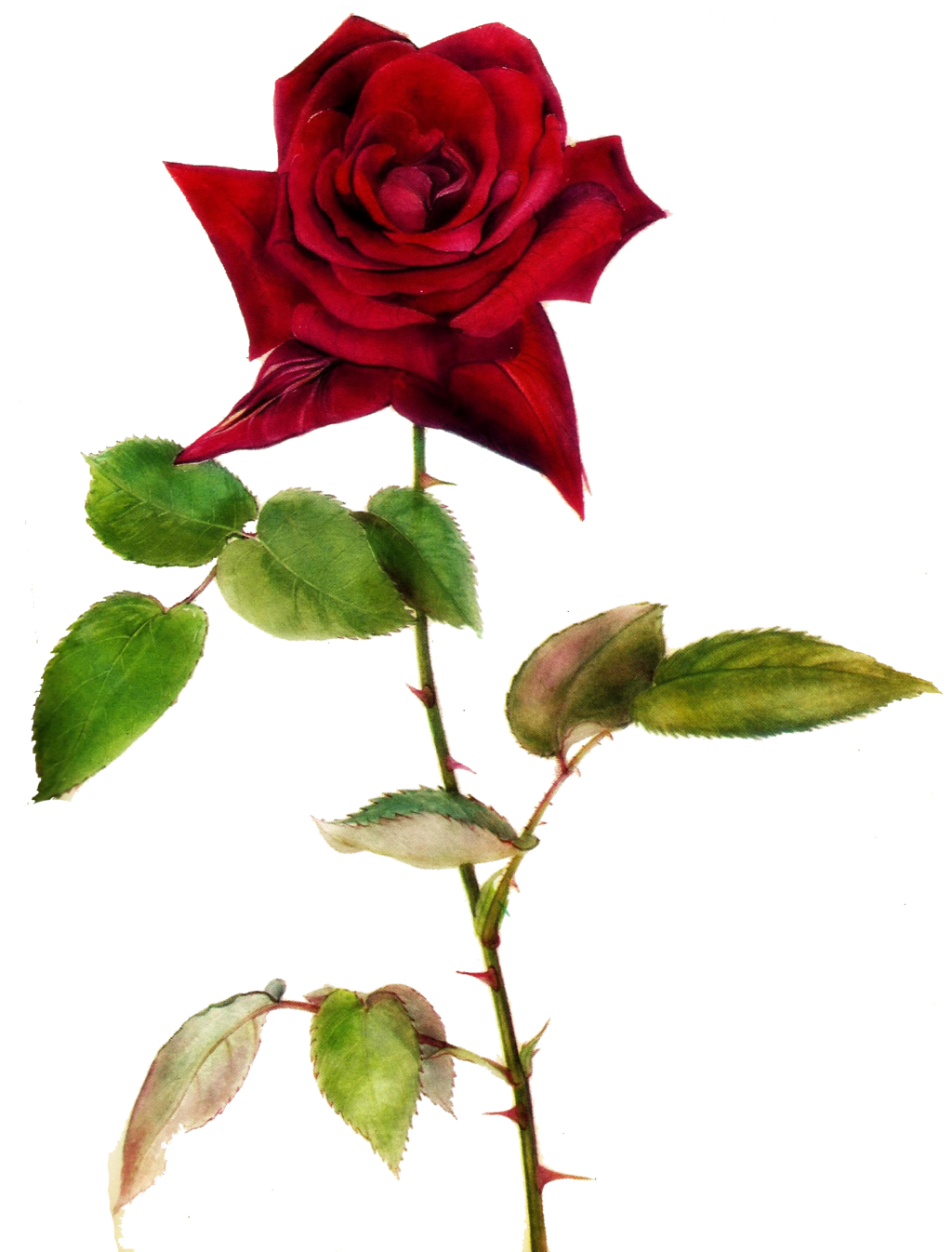 One Red Rose Jinifur By Clipart   Free Clip Art Images