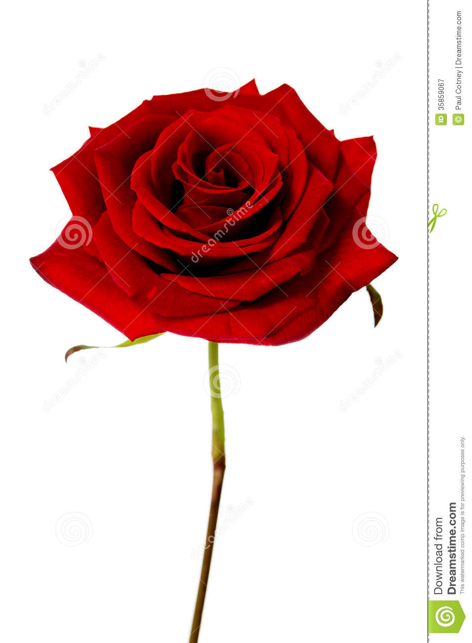 Single Stem Rose Clip Art Single Red Rose Isolated White Background