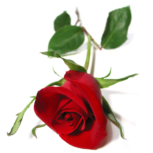 Udo Udo Blog  Single Red Rose