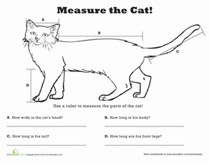 Second Grade Measurement Fractions Worksheets  Measure Length  Cat 