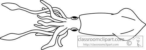 Animals   Mollusks Giant Squid Outline   Classroom Clipart