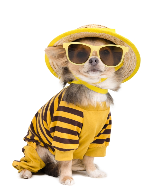 Chihuahua In A Yellow Striped Outfit