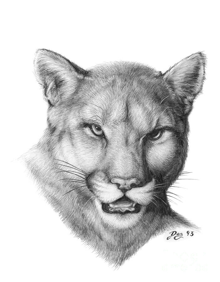 Cougar By Larry Dez  Dismang