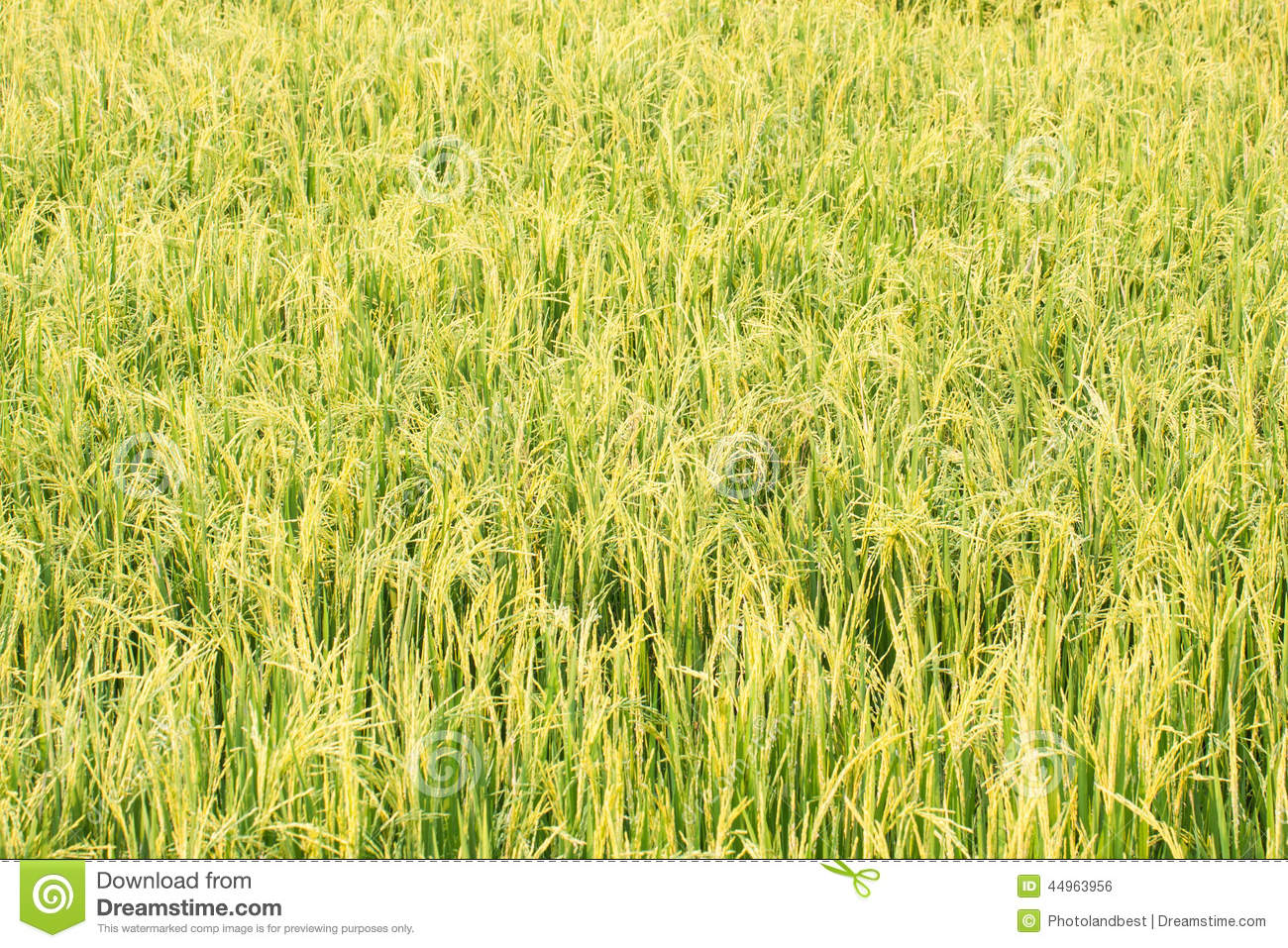 Growing Up Rice Plant In Rice Field  Stock Photo   Image  44963956