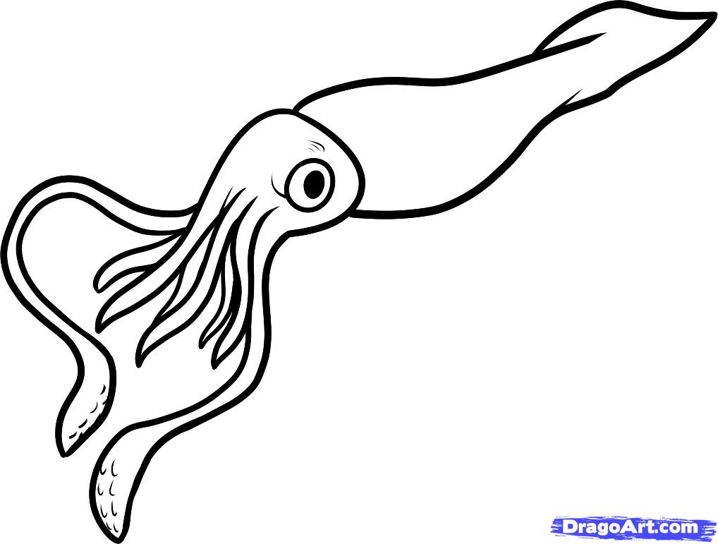 How To Draw A Giant Squid Giant Squid Step By Step Sea Animals    