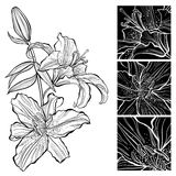 Lily  Black And White Illustration  Can Be Greeting Card Royalty Free
